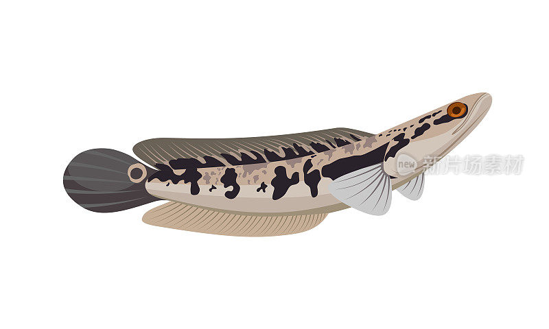 矢量插图的黑头鱼或渠道鱼，孤立在一个白色背景。