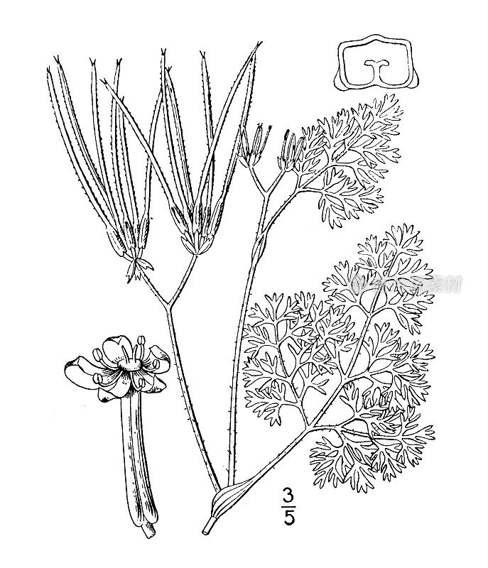 古植物学植物插图:凤尾草，维纳斯的梳子，女士的梳子