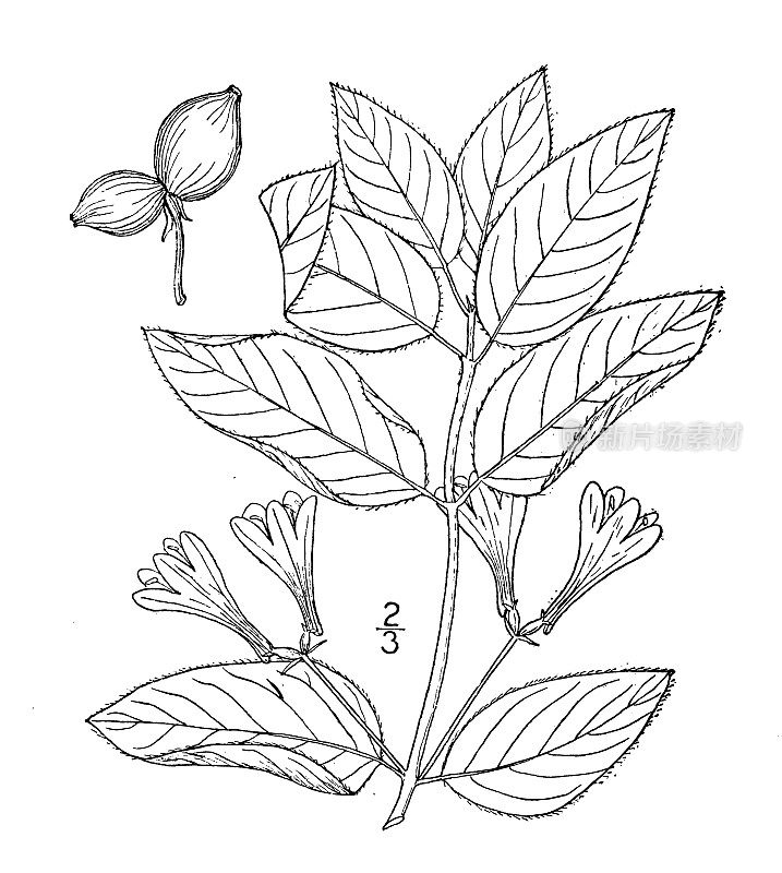 古植物学植物插图:纤毛忍冬、美洲金银花