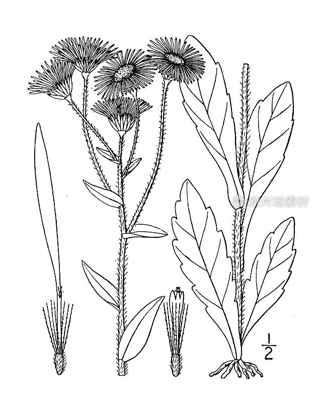 古董植物学植物插图:费城灯盏花，费城Fleabane