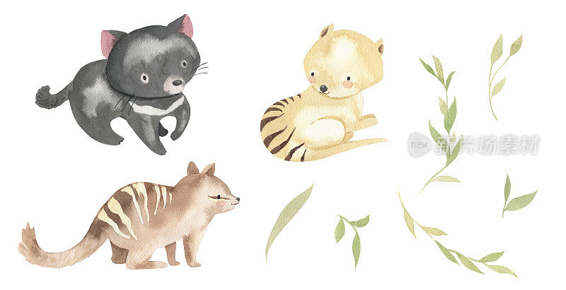 水彩袋獾，numbat，袋獾虎，澳大利亚动物。说明对孩子