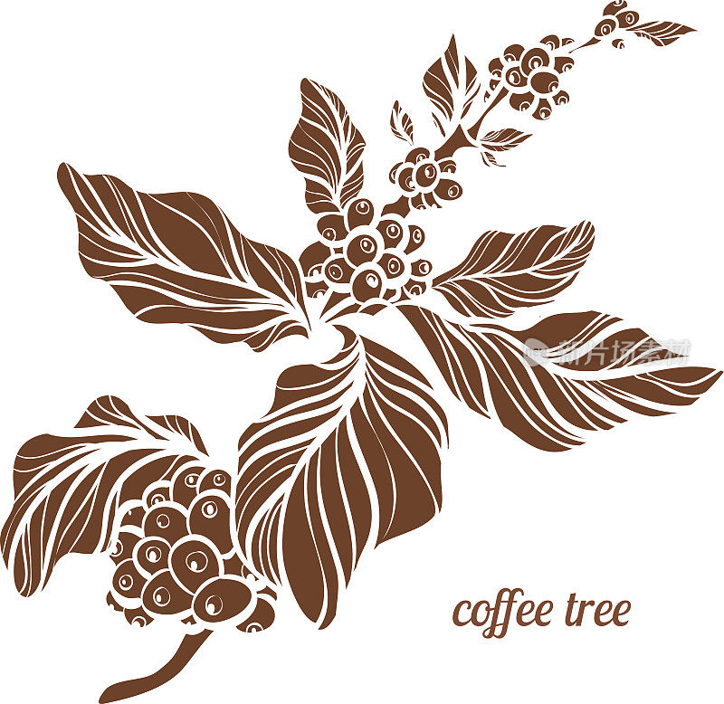 咖啡树的树枝。矢量图