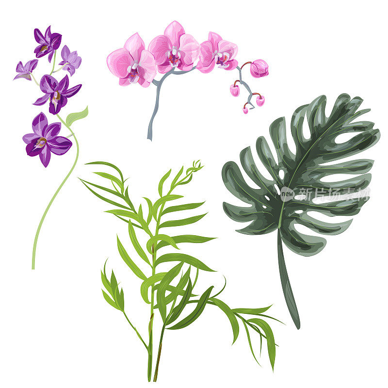 采集热带植物:绿叶魔芋、Chamaedorea(竹棕);粉红、紫色兰花(蝴蝶兰、石斛)分离，数字绘制，真实感载体植物插画