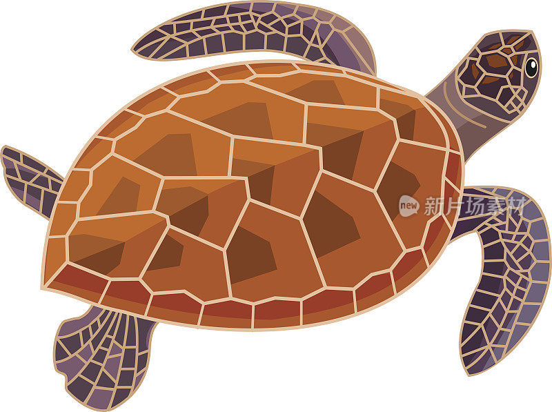 海龟孤立在白色背景上。矢量插图。
