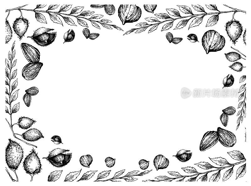 手绘的葵花籽和鹰嘴豆框架