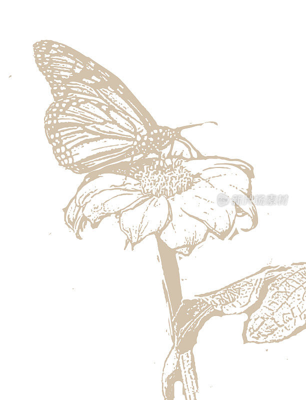 木刻帝王蝶在百日菊上