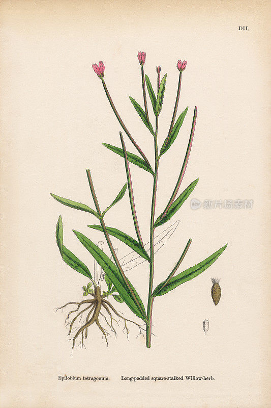 长荚方茎的柳草属，长荚四枝柳草，维多利亚植物学插图，1863年
