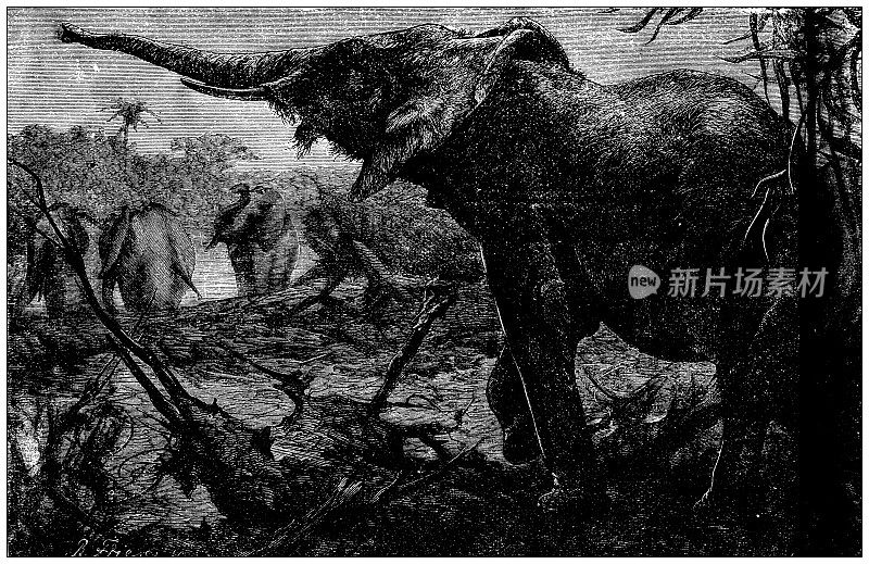 古董插图:非洲大象