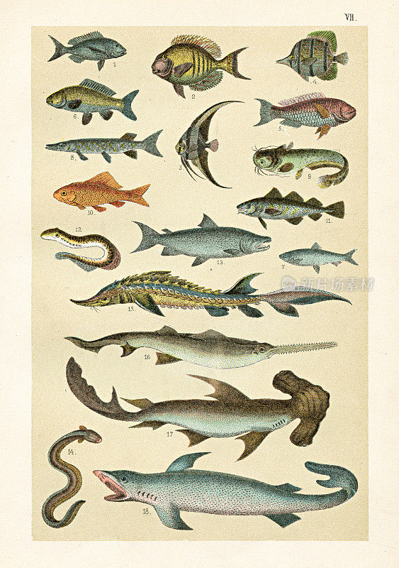 鲟鱼，锯鳐，双髻鲨，鲨鱼，天使鱼，鳕鱼插图1899