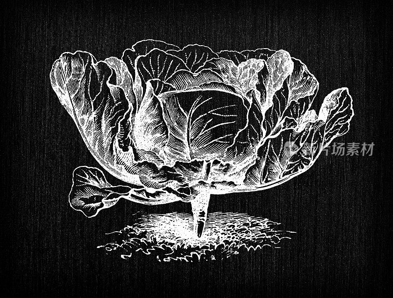 植物学蔬菜植物古董雕刻插图:卷心菜圣丹尼斯