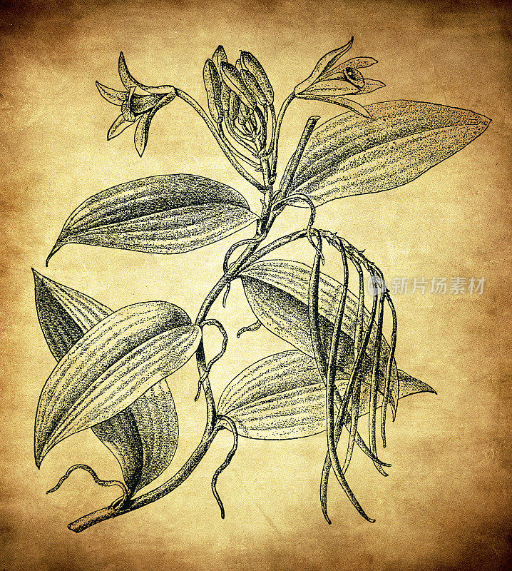 香草planifolia
