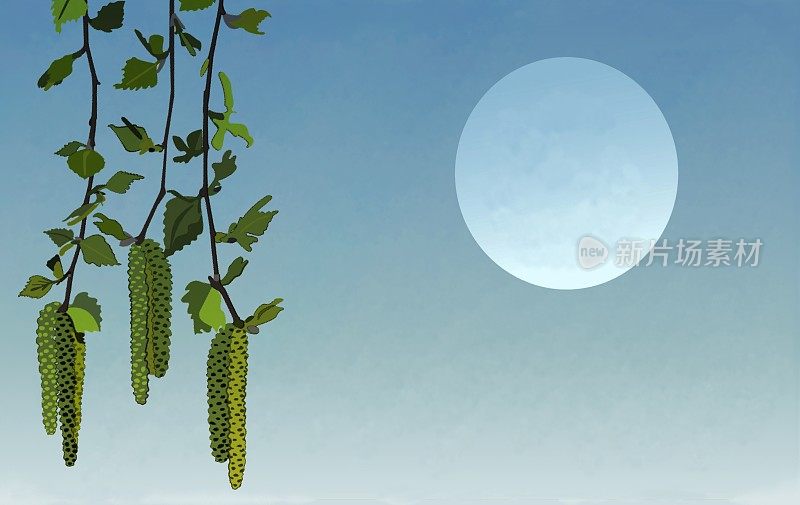 在满月的背景下盛开的桦树的插图