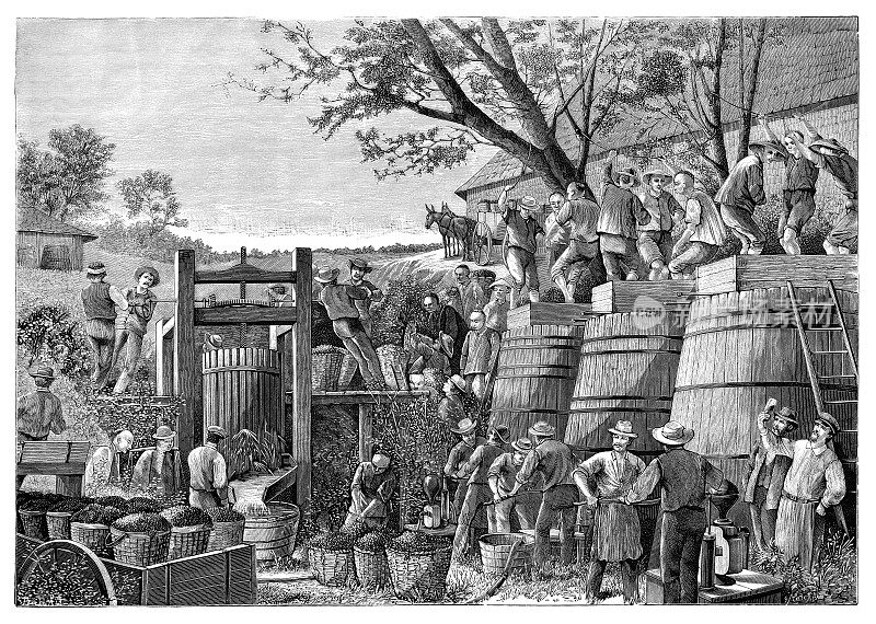 1880年，美国加州纳帕谷的酿酒活动