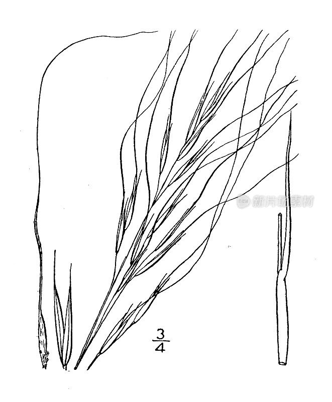 古植物学植物插图:针茅科玛塔，西针茅