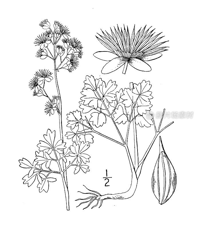 古植物学植物插图:小脉草，小脉草甸