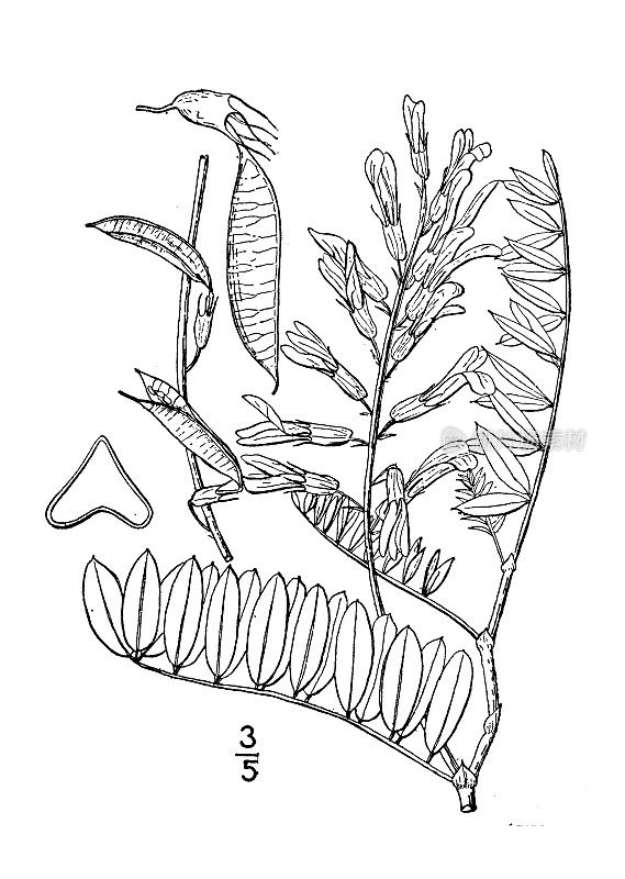 古植物学植物插图:总状黄芪，总状黄芪