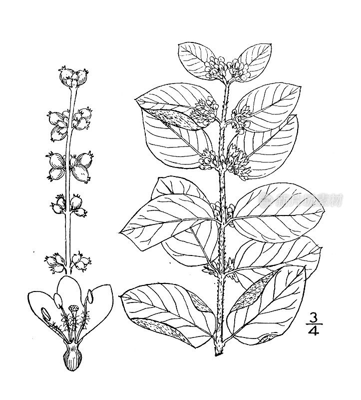 古植物学植物插图:珊瑚莓