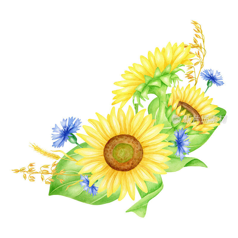 水彩黄蓝花圈。手绘向日葵圆框与矢车菊和小麦小穗。秋季婚礼植物安排插图孤立在白色。