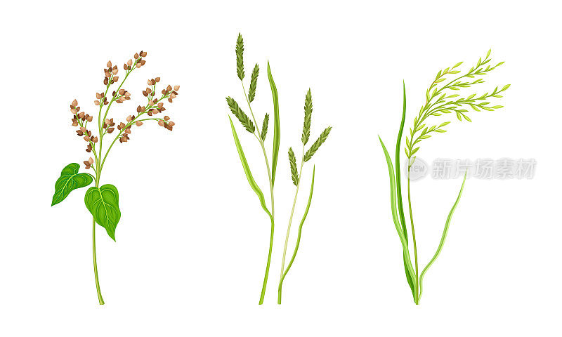 谷类植物小穗，农业有机产品矢量插图