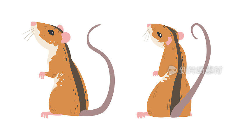 田鼠是一种具有长尾和背黑色条纹直立向量集的小型啮齿动物
