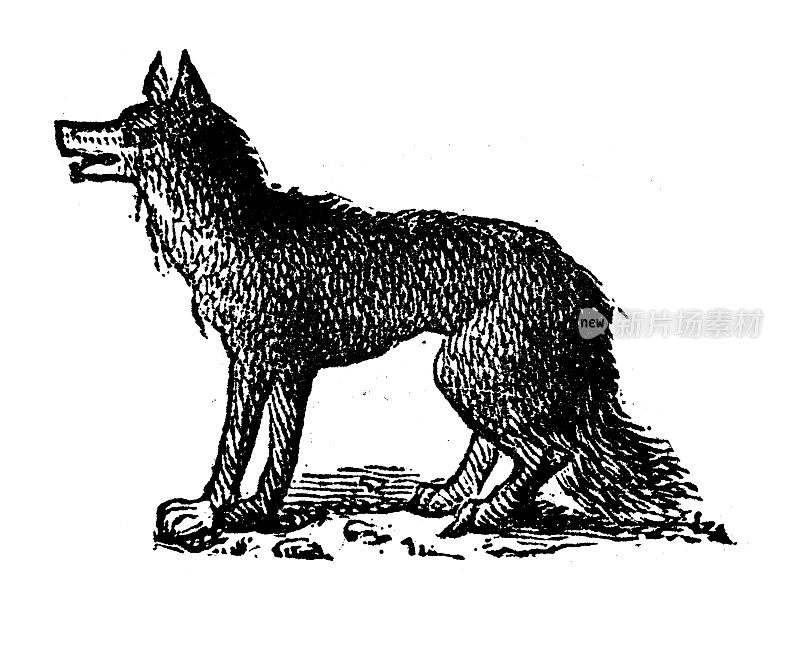 古玩雕刻插图:狼