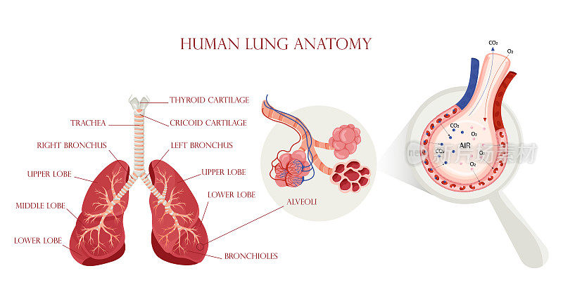 肺解剖、肺泡结构及气体交换方案