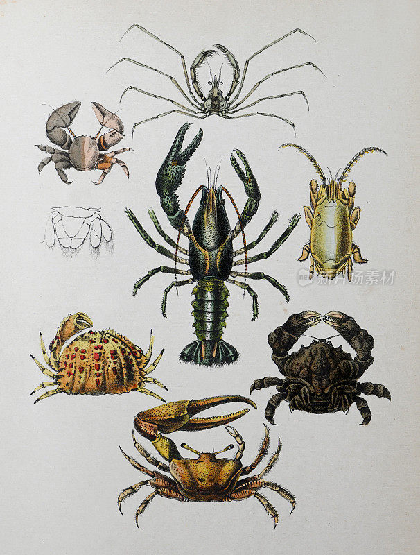 甲壳类收藏-老式彩色插图