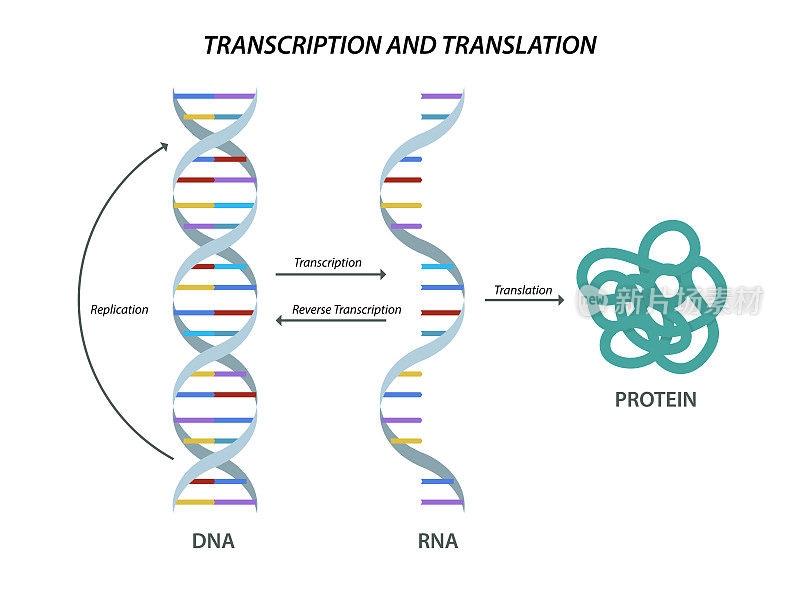 科学的生物模型DNA和RNA转录和翻译