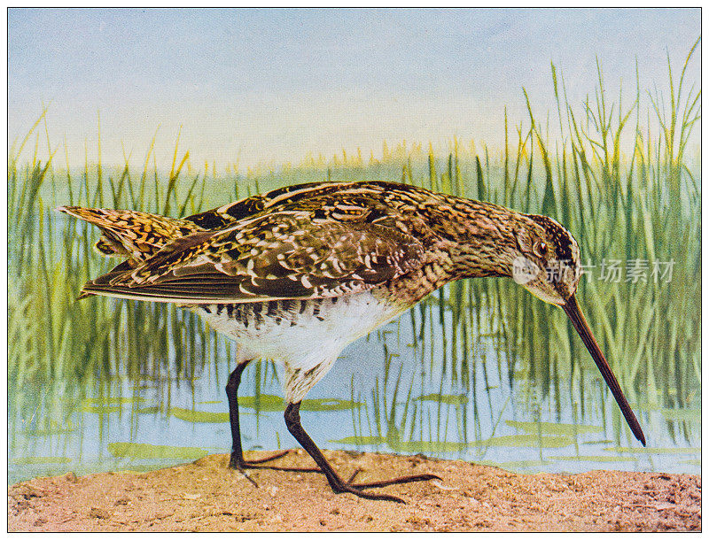 古董鸟类学彩色图像:威尔逊鹬