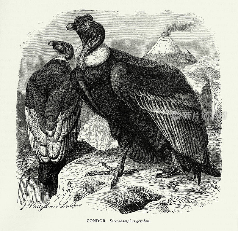 美国古董雕刻，《秃鹰、鸟:自然历史》，1885年