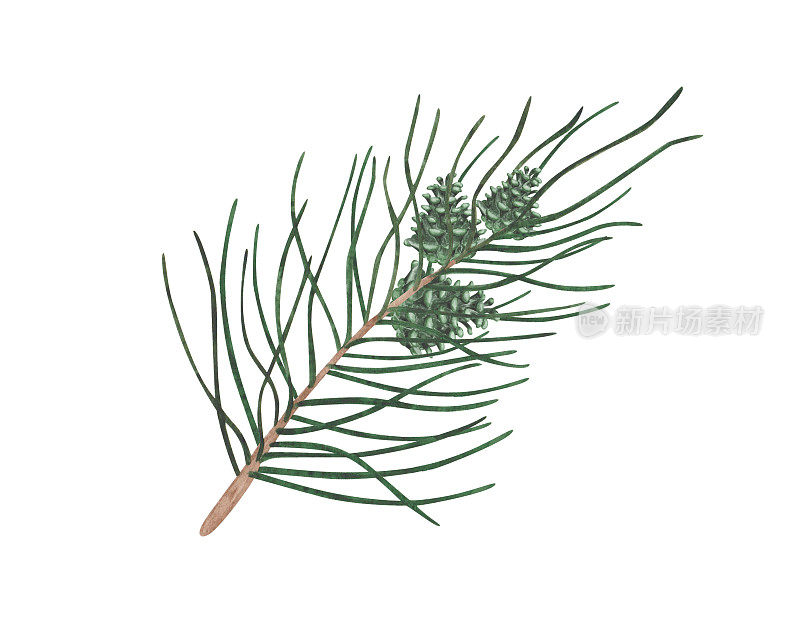 水彩插图。手绘冷杉树枝，松树，云杉与绿色球果和长针。针叶林性质