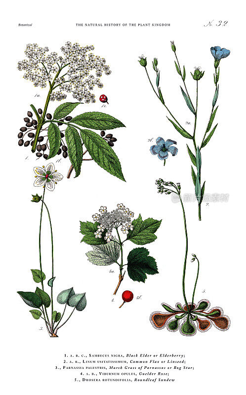 古董植物雕刻，植物王国的历史，维多利亚植物插图，板32，大约1853年