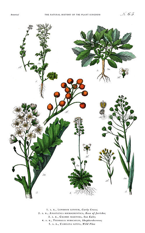 古董植物雕刻，植物王国的历史，维多利亚植物插图，65版，大约1853年