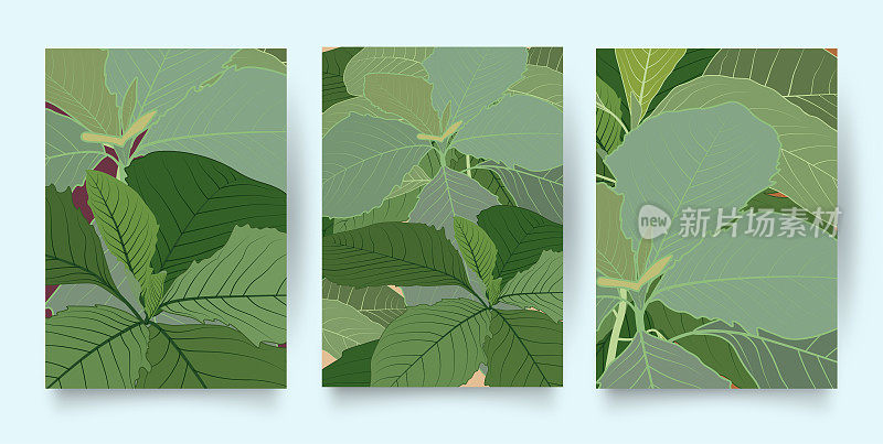 绿色热带模式集。收集热带背景在简单的最小平面风格与丛林植物叶子，