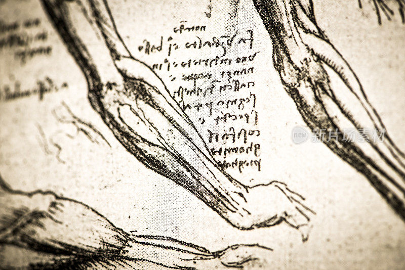 列奥纳多的素描和素描:解剖手臂肌肉