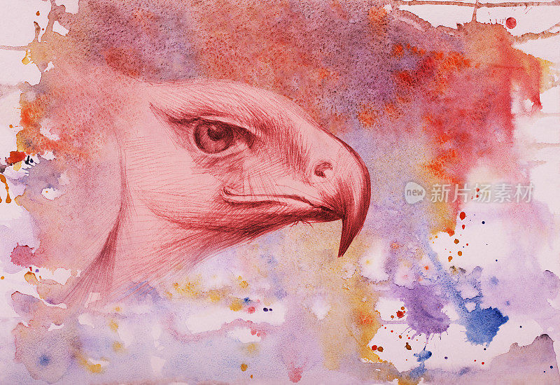 插图鸟类水彩肖像的一只鹰的侧面在棕褐色