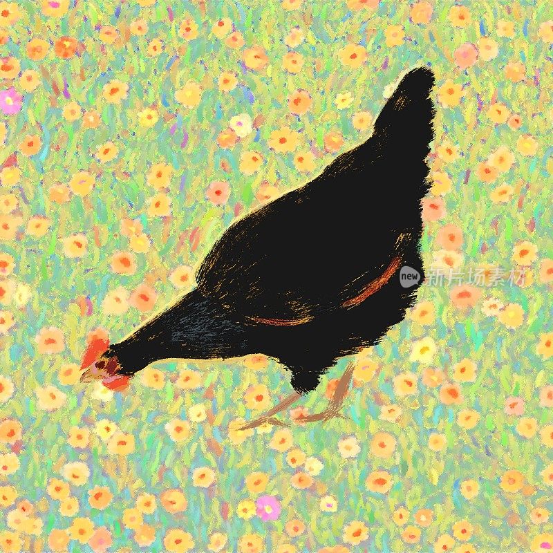一只黑色小鸡的插图