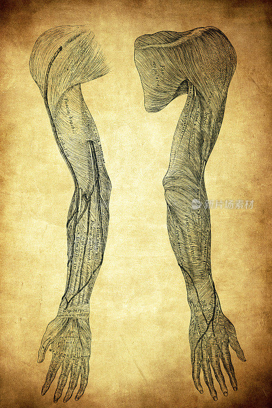 上肢的筋膜
