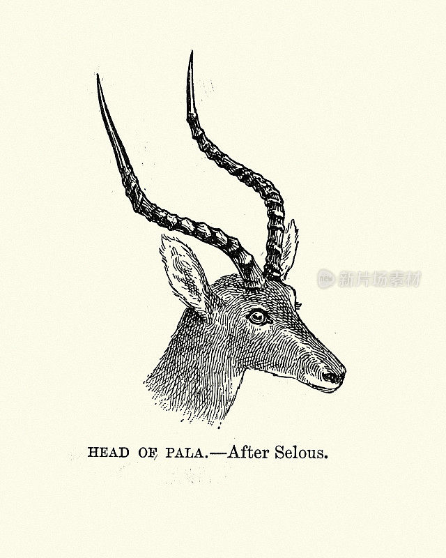 黑斑羚的头，中型羚羊