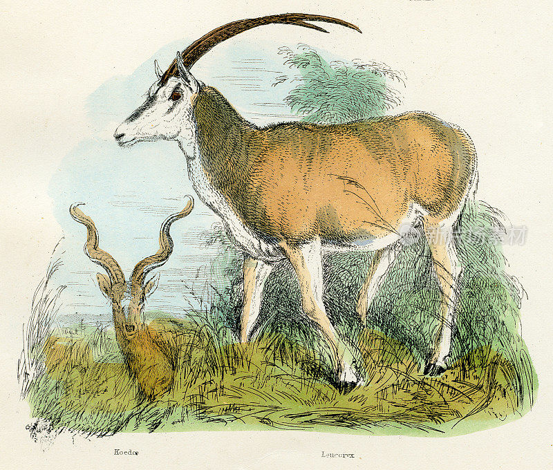 羚羊和羚羊雕刻1893