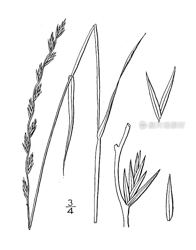 古董植物学植物插图:黑麦草，雷草，黑麦草