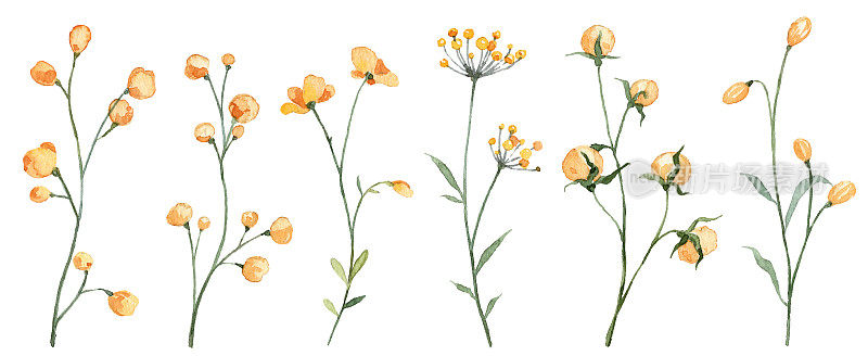 设置与水彩黄色野花孤立在白色背景上。手绘植物学。花绽放花蕾