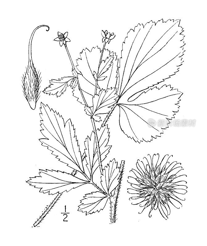 古植物学植物插图:琴黄，奶油色的白杨