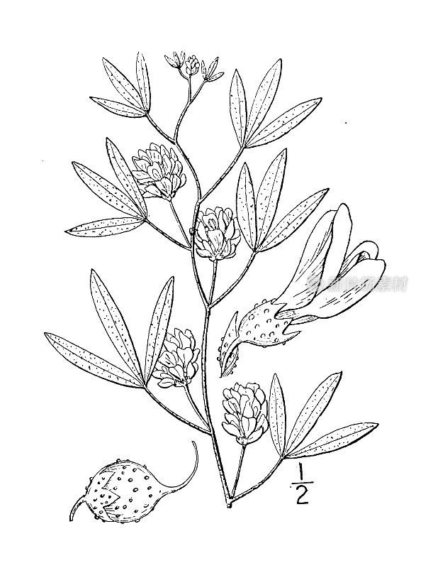 古植物学植物插图:补骨脂、兰斯叶补骨脂