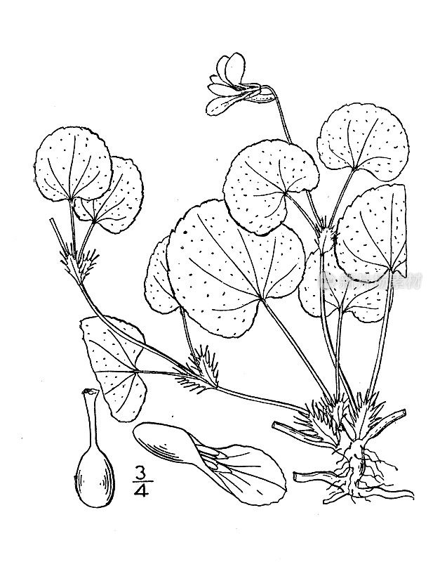 古植物学植物插图:多花堇菜、卧蓝堇菜