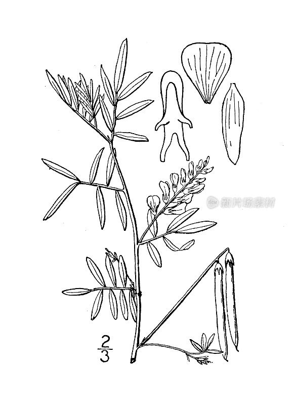 古植物学植物插图:靛蓝色，野生靛蓝色植物