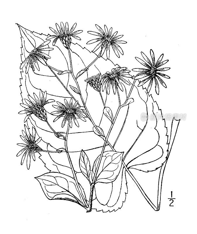 古植物学植物插图:大叶紫菀、大叶紫菀