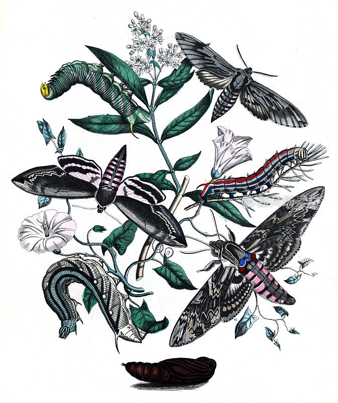 蝴蝶和飞蛾收集奇异的蝴蝶和昆虫在花卉图案。不同昆虫和蝴蝶的古董收藏。手绘插图复古海报。植物的蝴蝶。鳞翅目，无文字。