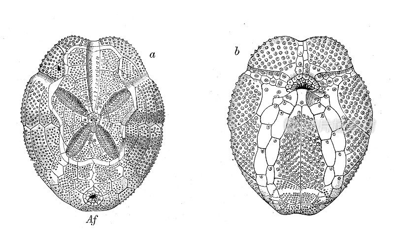 古代生物动物学图像:红毛孢