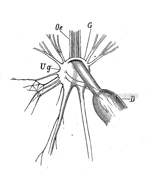 古代生物动物学图像:神经系统，五角星